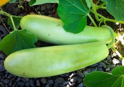 Chopped Bottle Gourd