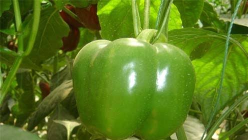 Bell Pepper