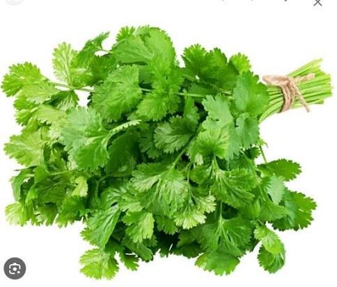 Coriander